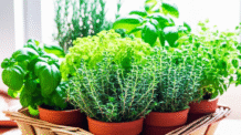 Ervas Aromáticas: Transforme Sua Culinária em Uma Explosão de Sabores!