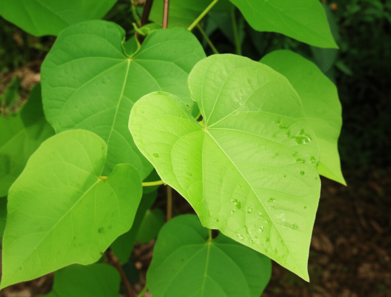Ora-pro-nóbis, uma PANC nutritiva Ora-pro-nóbis em um jardim